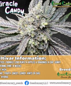 Miracle Candy (Canary's Cut) - Rooted Clone
