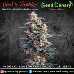 Devil's Blanket - 12x Regular Seeds