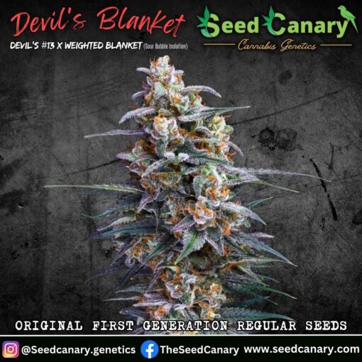 Devil's Blanket - 12x Regular Seeds