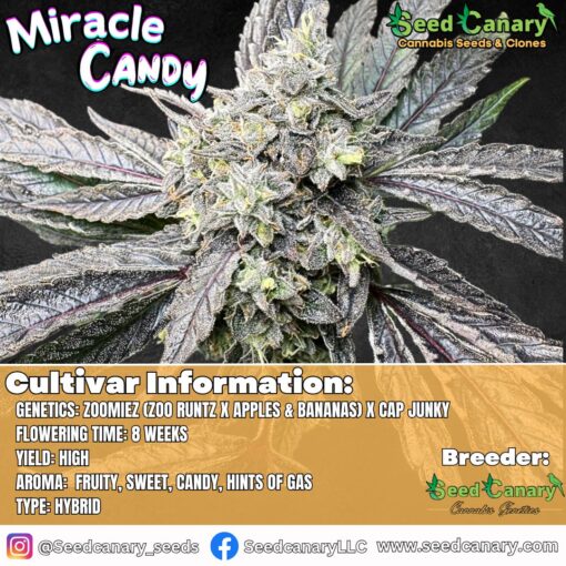 Miracle Candy (Canary's Cut) - Rooted Clone