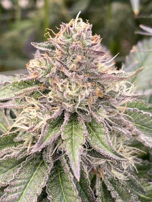 Apple Fritter - Lumpy's Cut - 3x rooted for $100 - Image 2