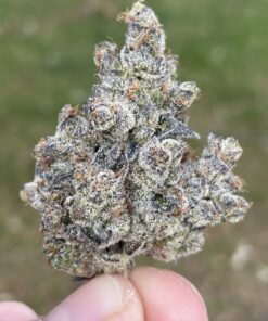 Apple Fritter - Lumpy's Cut - 3x rooted for $100