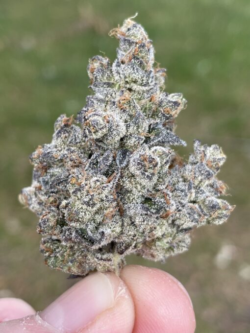 Apple Fritter - Lumpy's Cut - 3x rooted for $100