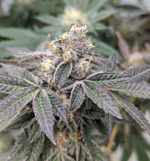 Apple Fritter - Lumpy's Cut - 3x rooted for $100 - Image 3