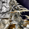 Endangered Cookies F2 (14+ seeds) - Limited Seed Stock Available!