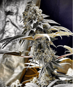 Endangered Cookies F2 (14+ seeds) - Limited Seed Stock Available!