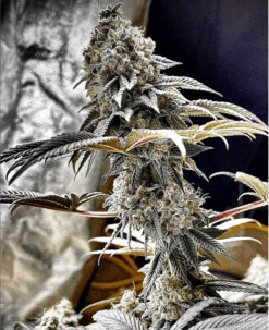Endangered Cookies F2 (14+ seeds) - Limited Seed Stock Available!
