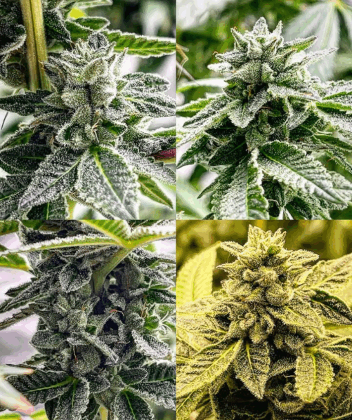Endangered Cookies F2 (14+ seeds) - Limited Seed Stock Available! - Image 3