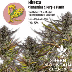 Mimosa cannabis clone featuring vibrant green and purple hues, citrus aroma, and high THC content