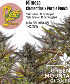 Mimosa cannabis clone featuring vibrant green and purple hues, citrus aroma, and high THC content