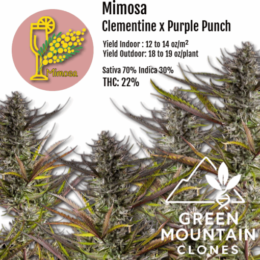 Mimosa cannabis clone featuring vibrant green and purple hues, citrus aroma, and high THC content