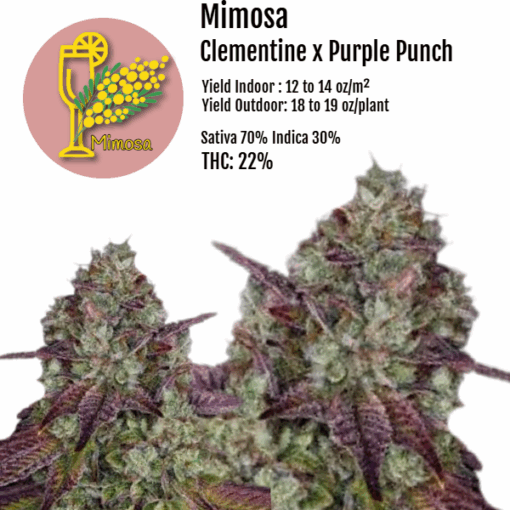 Mimosa Clones - Image 2