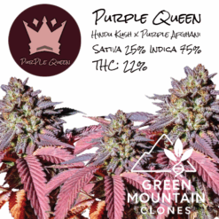 Purple Queen Clones
