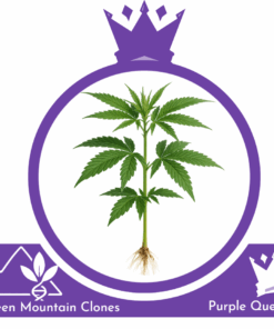 Purple Queen Hindu Kush x Purple Afghani
