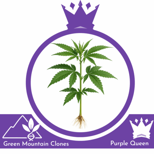 Purple Queen Hindu Kush x Purple Afghani