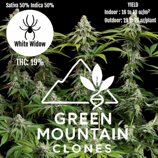 White Widow Clones - Image 2