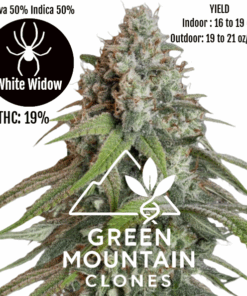 Healthy White Widow clone for indoor or outdoor cultivation, bred from Royal Queen Seeds original genetics