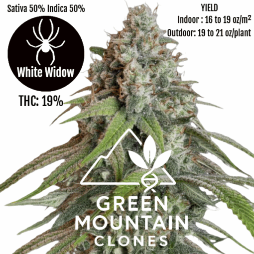 Healthy White Widow clone for indoor or outdoor cultivation, bred from Royal Queen Seeds original genetics