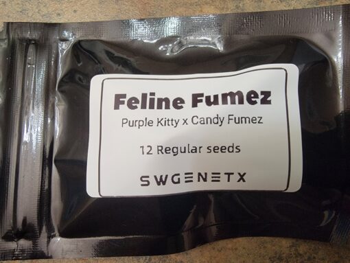 Feline Fumez (Purple Kitty x Candy Fumez) - 12 Regs - Image 2