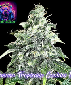 Banana Tropicana Cookies F1