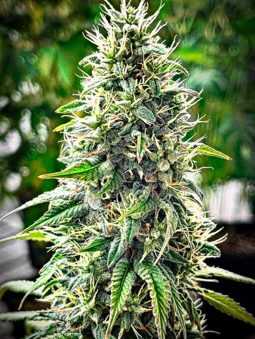 Banana Tropicana Cookies F1 - Image 2