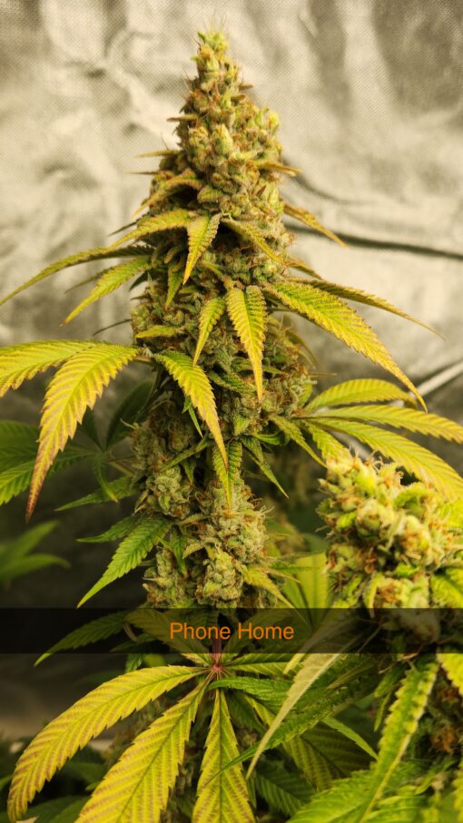 Phone Home f2 13 reg seeds - Image 2