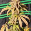Phone Home f2 13 reg seeds
