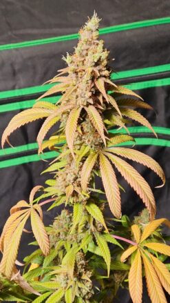 Phone Home f2 13 reg seeds