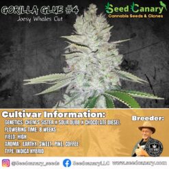 Gorilla Glue #4 - (Josey Wales Cut) Rooted Clone