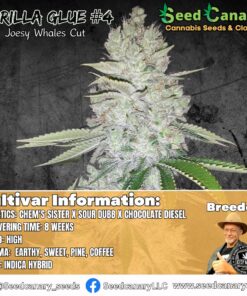 Gorilla Glue #4 - (Josey Wales Cut) Rooted Clone