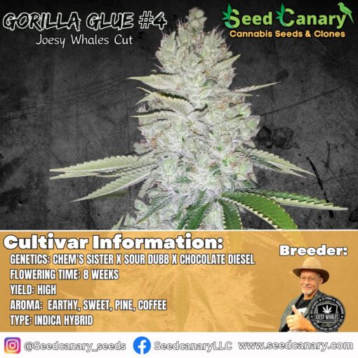 Gorilla Glue #4 - (Josey Wales Cut) Rooted Clone
