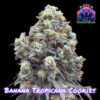 Banana Tropicana Cookies F1