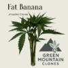 Fat Banana Unrooted Clones