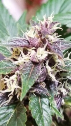 Purple Thai - 12 Regs