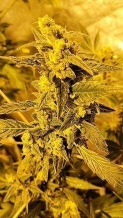 Shiva Skunk - 12 Regs