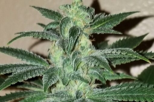 Mystery Skunk - 12 Regs