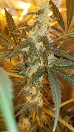 Rishi Kush - 12 Regs
