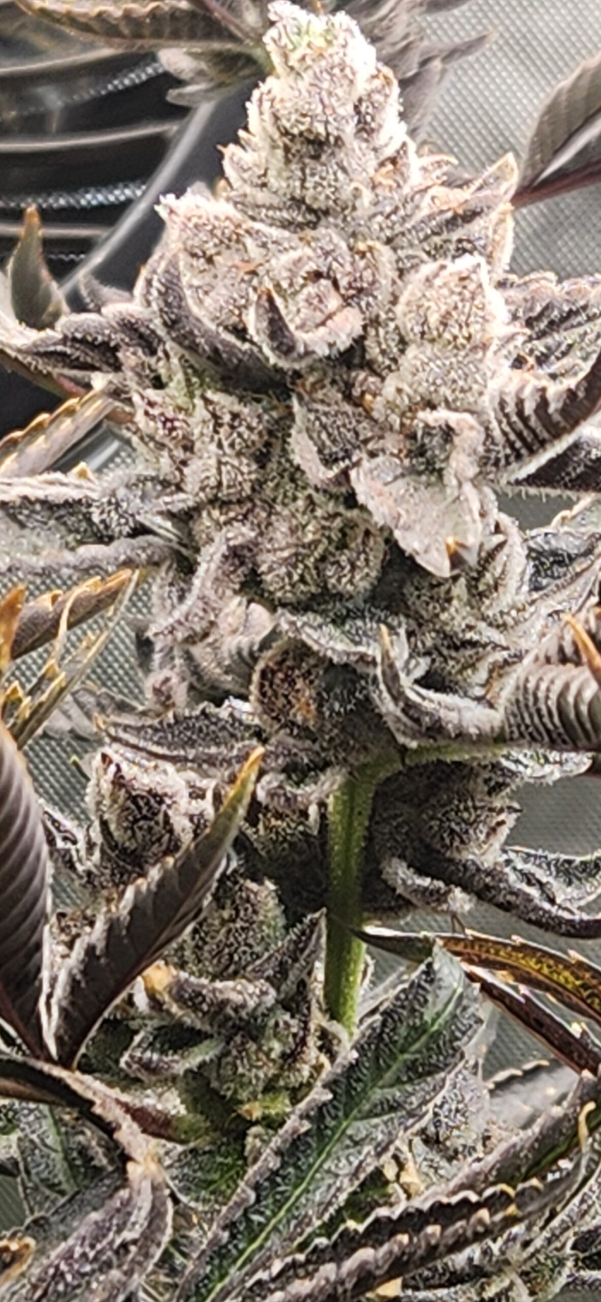 Bruddah Killo FEM (Treecutter2003 Reversal) - Image 3