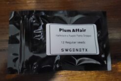 Plum Affair (Harlequin x Purple Panty Dropper) - 12 Regs