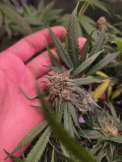 Blue Dream (Santa Cruz Cut) Rooted Clone