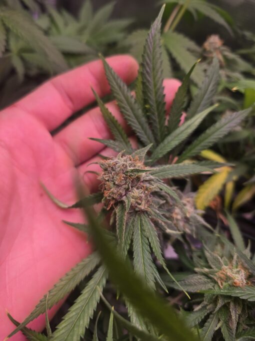 Blue Dream (Santa Cruz Cut) Rooted Clone