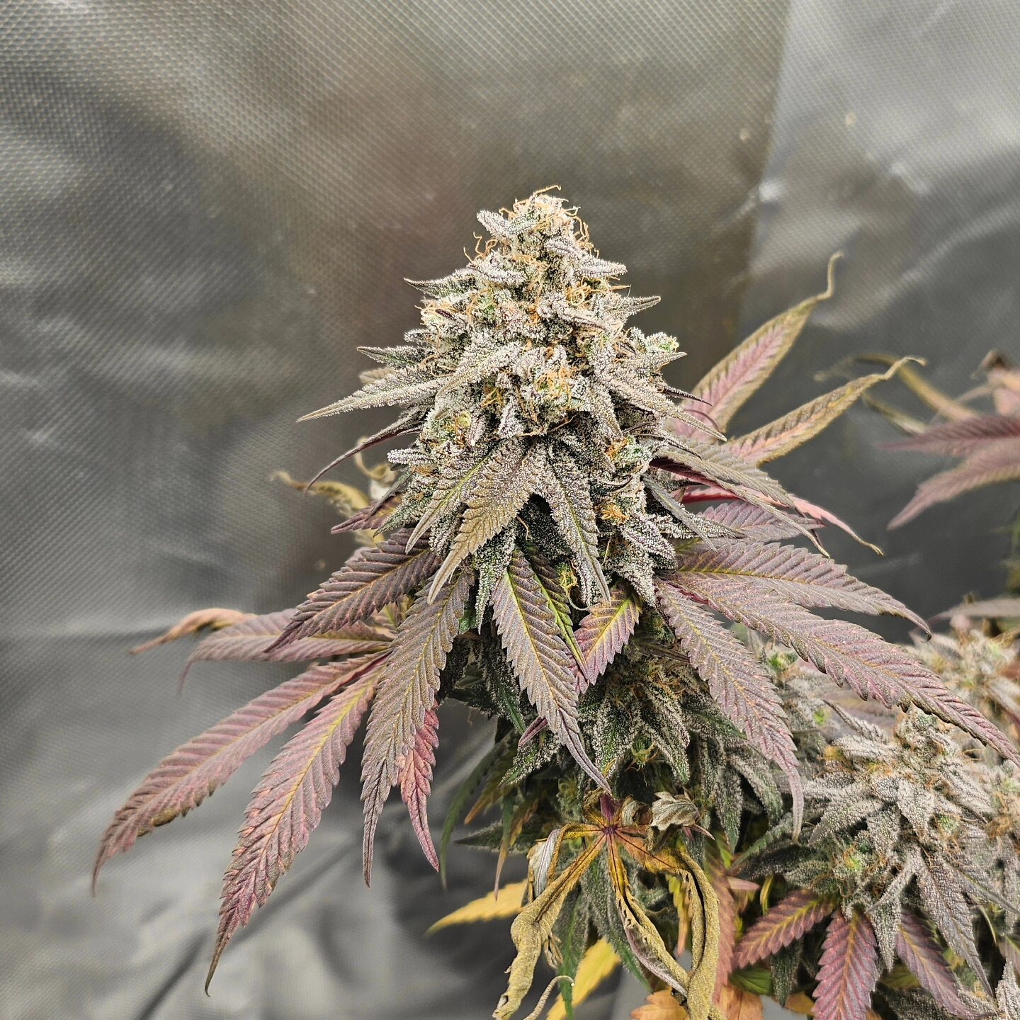 Hauge Night's - Image 2