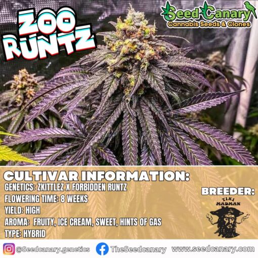 Zoo Runtz - Rooted Clone (LIMITED CLONE DROP)