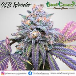 9lb Wonder (`88 G13 HP X 9lb Hammer) Regular seeds