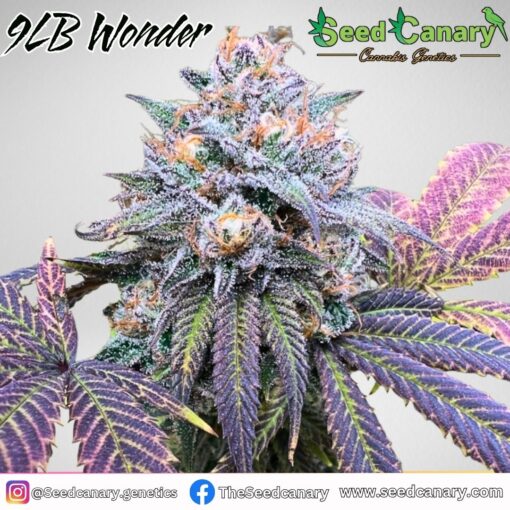 9lb Wonder (`88 G13 HP X 9lb Hammer) Regular seeds