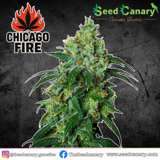 Chicago Fire -  Regular seeds