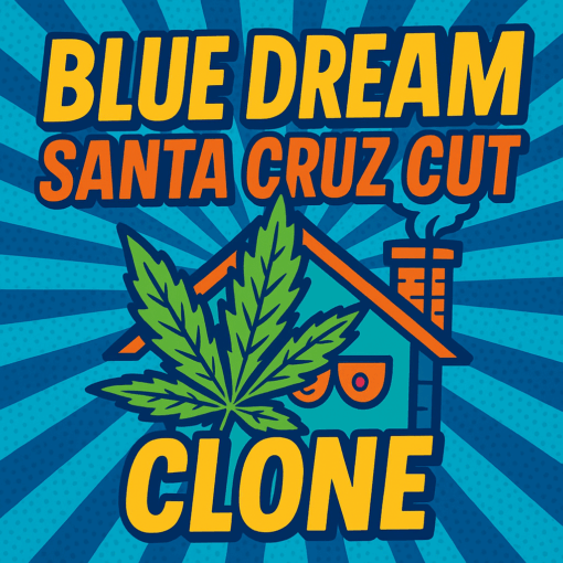 Blue Dream (Santa Cruz Cut) Rooted Clone - Image 2