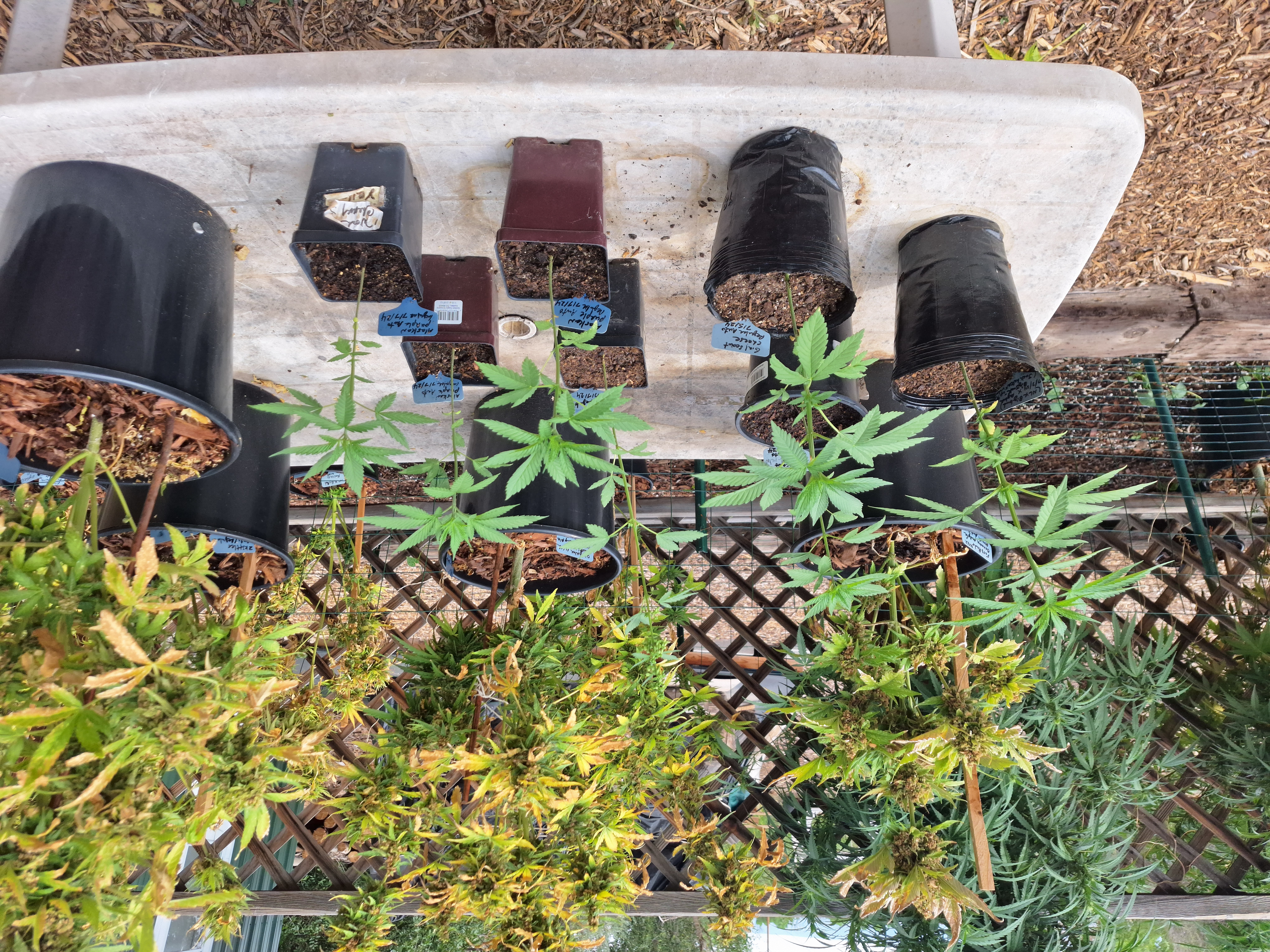 Alaska Purple x Purple Punch Male Fast Flower Pollen 0.5ml Vial - Image 3