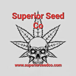 Sour Berry 10-pack feminized
