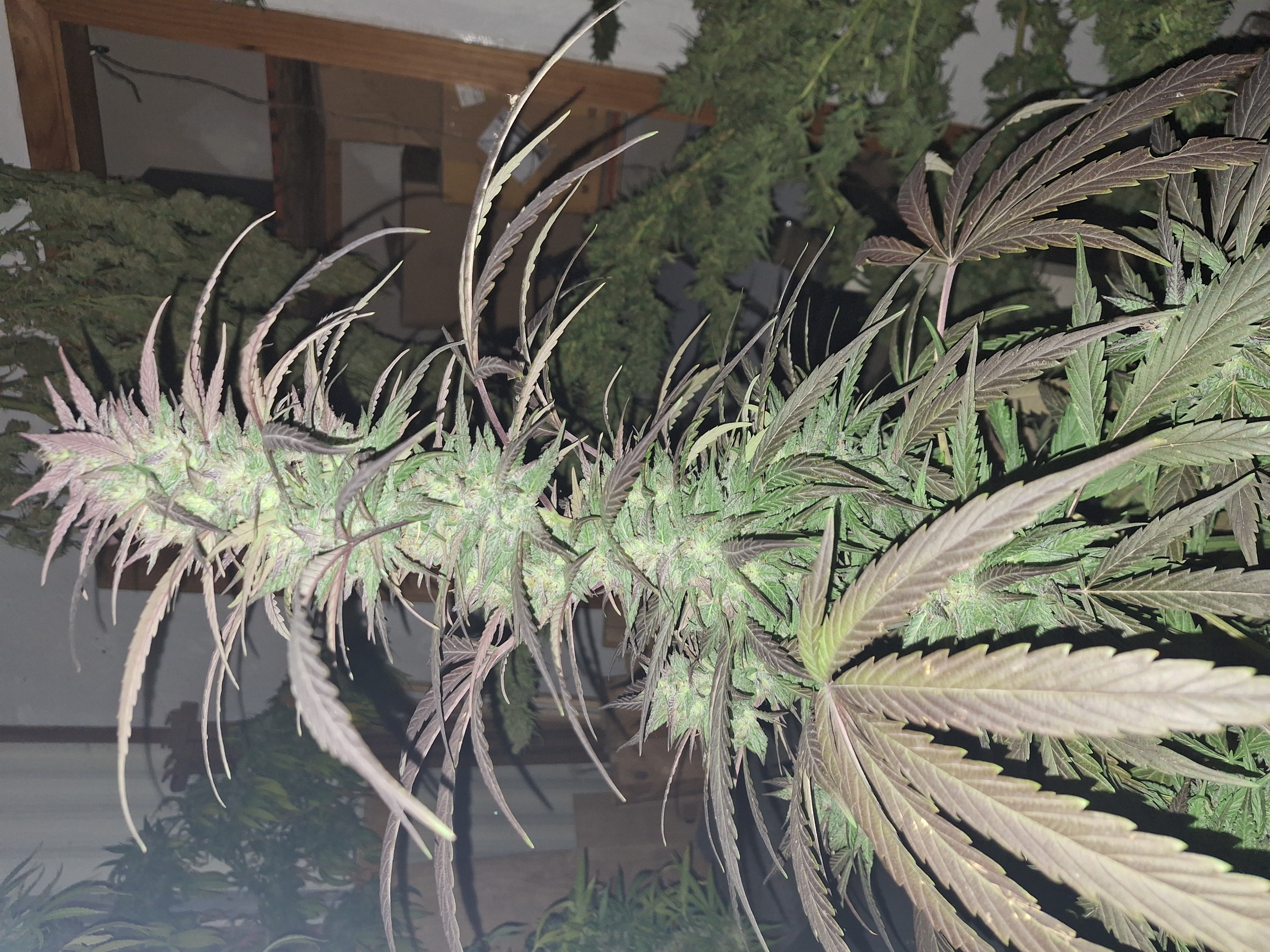 Alaska Purple x Purple Punch Male Fast Flower Pollen 0.5ml Vial - Image 5